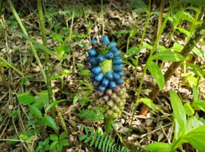 保安林內也有森林底層嘉南淺山代表植物臺灣魔芋結實（林美妙 攝）